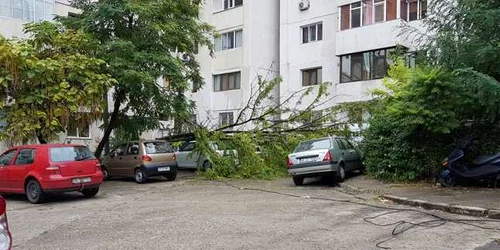 Copac doborât de furtună şi căzut peste o maşină la Galaţi FOTO grupul şoferilor din Galaţi