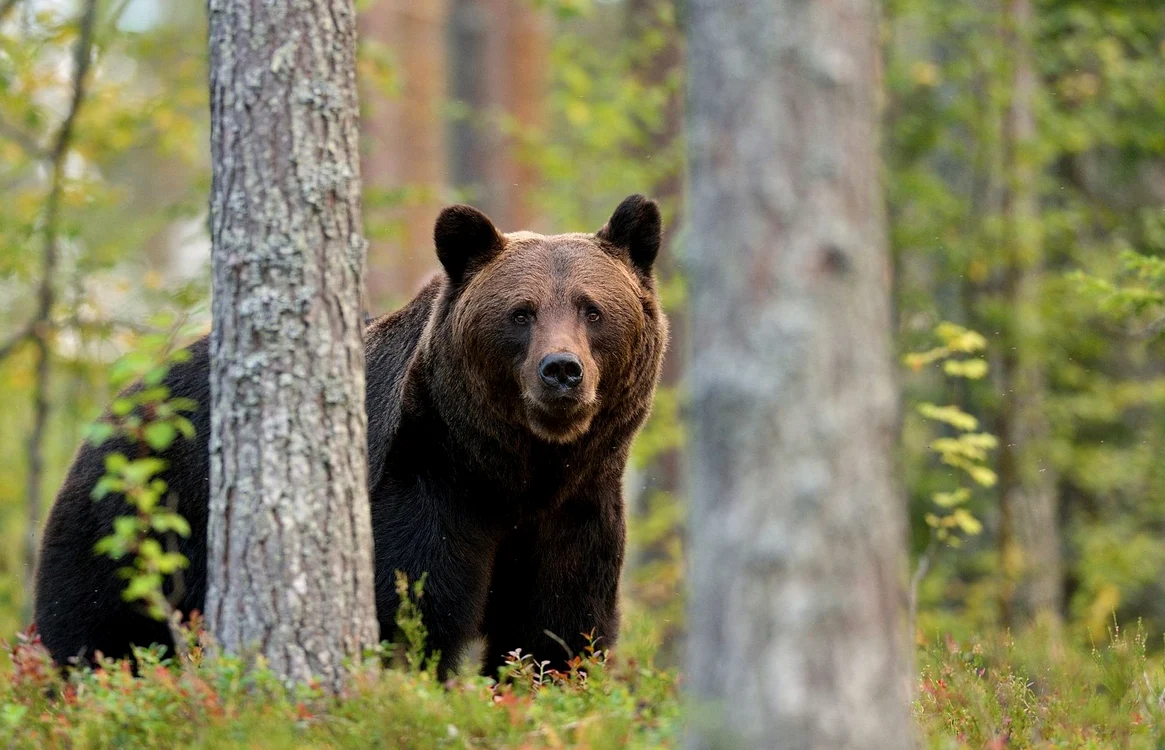 
    La Sibiu, autorităţile sunt în alertă foto: arhiva personală  