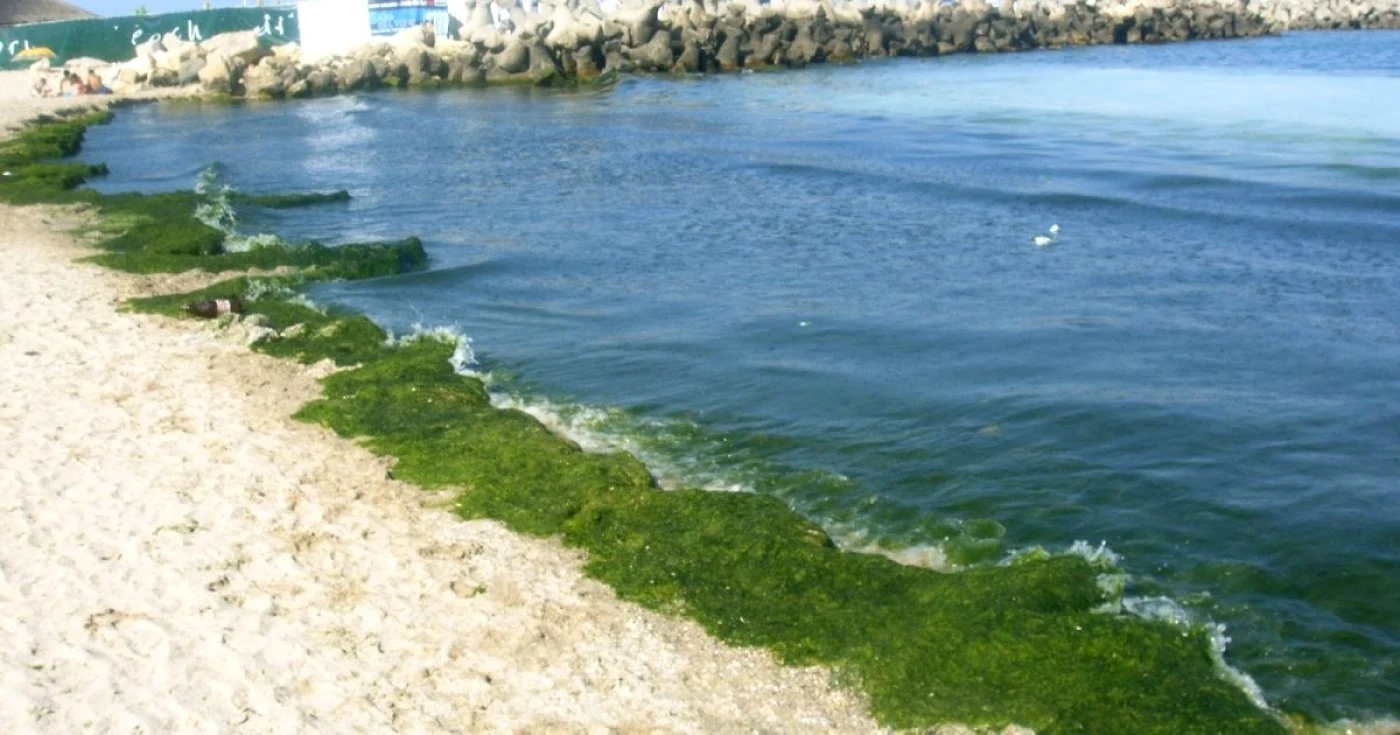Alge lăsate să putrezească la ţărmul Mării Negre