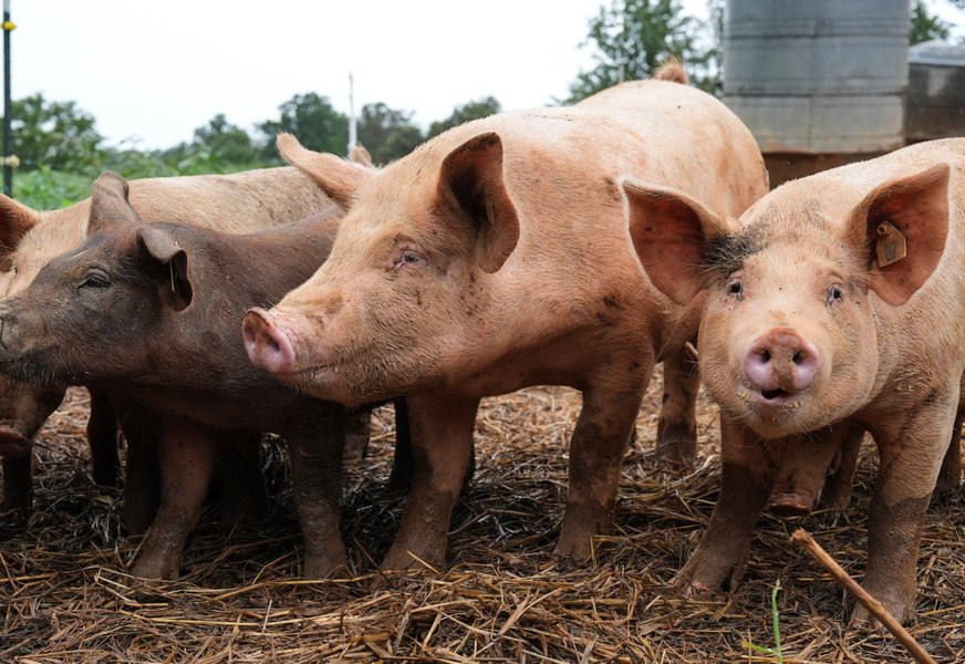 Premieră medicală: plămân de porc transplantat într-un pacient în moarte cerebrală. A funcționat timp de nouă zile