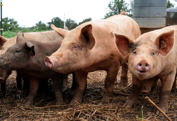 Transplantul de plămân de porc într-un om marchează o premieră medicală / Sursa foto: AP