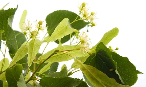 CLIIMA20120529 0186 1 jpeg