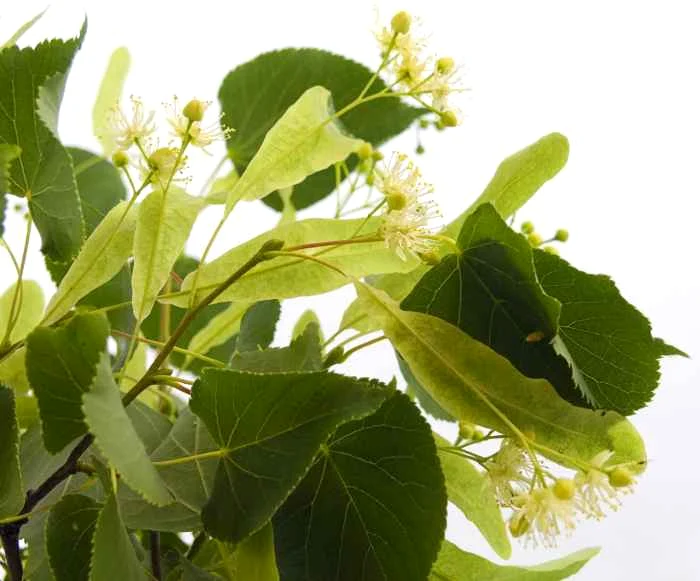 Florile de tei sunt apreciate din vechime pentru efectele terapeutice. (Foto: Shutterstock)