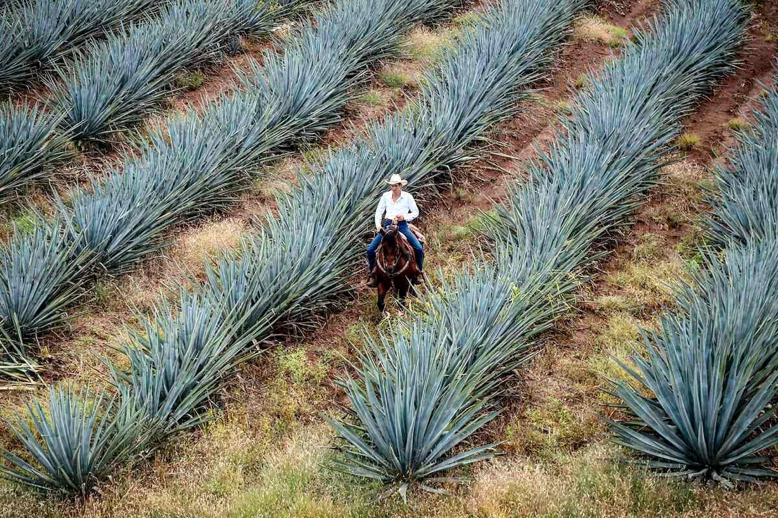 Cum se produce tequila și ce presupune să fie de calitate superioară agave jpg