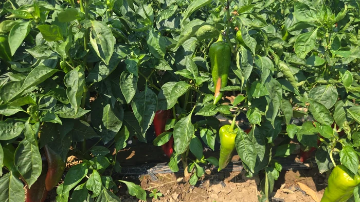 Producția de legume a fost bună, dar prețurile sunt mici FOTO: arhiva personală