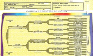 Pedigree ul este arborele genealogic al căţelului jpeg