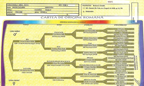 Pedigree ul este arborele genealogic al căţelului jpeg