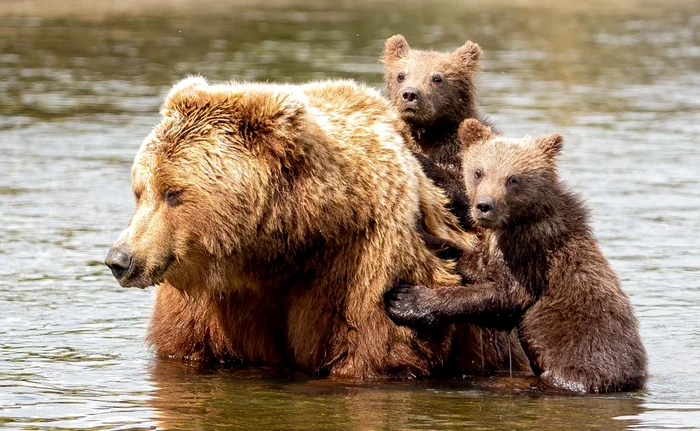 Data viitoare când mai venim la înot să ne iei şi colacii...Foto: Profimedia