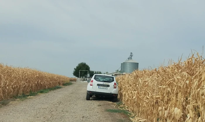 Asigurarea apei a făcut ca fermierul să aibă ce recolta la Catane FOTO: DAJ Dolj