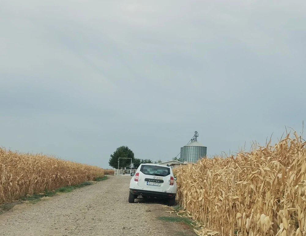 Între „Dă, Doamne, ploaie!” și producție de 10 tone de porumb/ha pe timp de secetă. „Agricultura din Israel pe așa ceva se bazează”