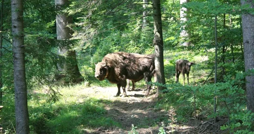 Zimbrii eliberaţi din ţarcuri s-au acomodat vieţii din pădure FOTO