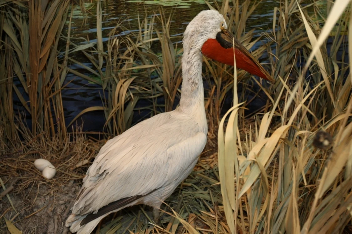 Pelicanul reţ este o specie protejată