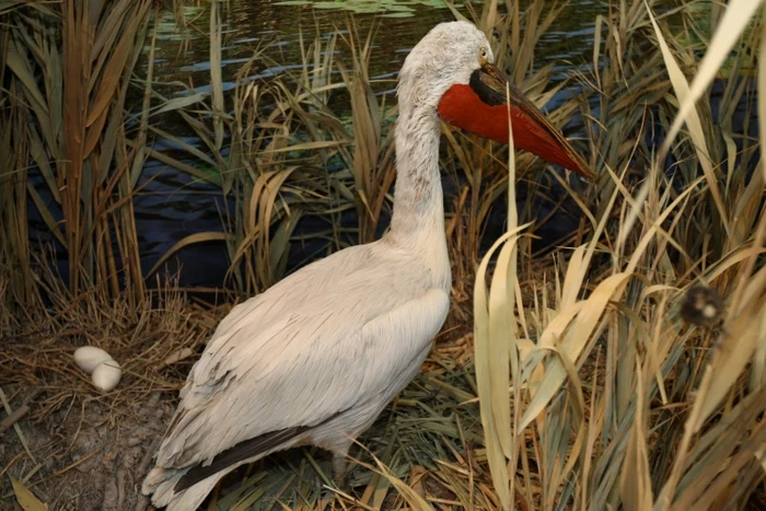 Pelicanul reţ este o specie protejată