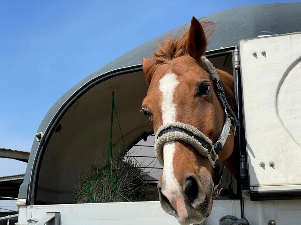 Unul din caii aduşi din Ucraina, la ultimul transport ARCA FOTO Facebook/leteawildhorses