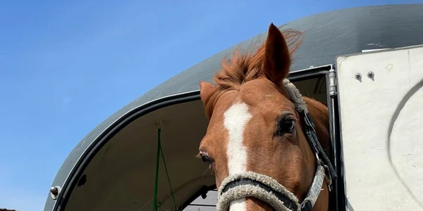 calarasi unul din caii adusi din ucraina FOTO faceb/leteawildhorses