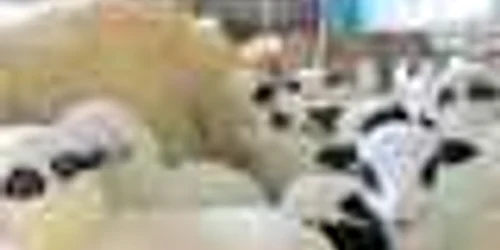 Mieii din zona Sibiului sunt exportaţi în Germania şi Italia la un preţ de 3 euro pe kilogram  