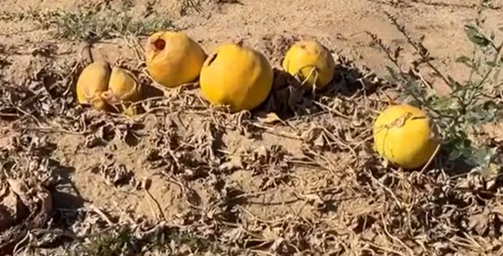 Motivul pentru care fermierii au ajuns să abandoneze câmpuri întregi pline cu legume și fructe. Situația dramatică din Oltenia