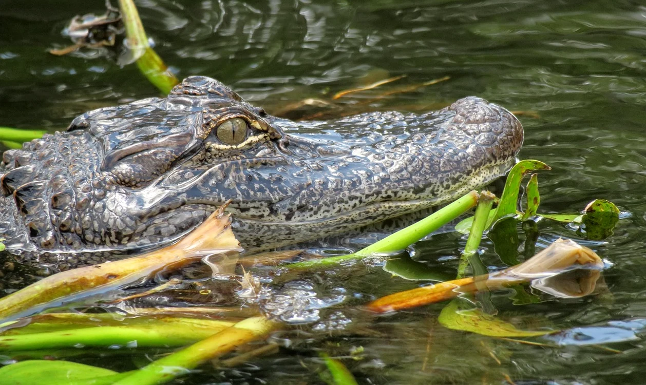 Cazul femeii ucise de un aligator/ sursa foto: Pixabay
