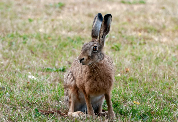 Invazie de iepuri în Australia Foto Shutterstock