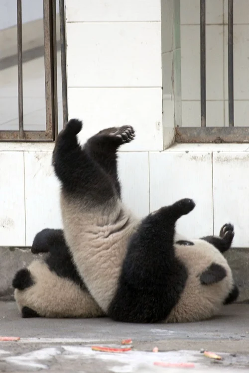 Un urs panda a vrut să evadeze, dar nu i-a ieşit! (foto: Caters)