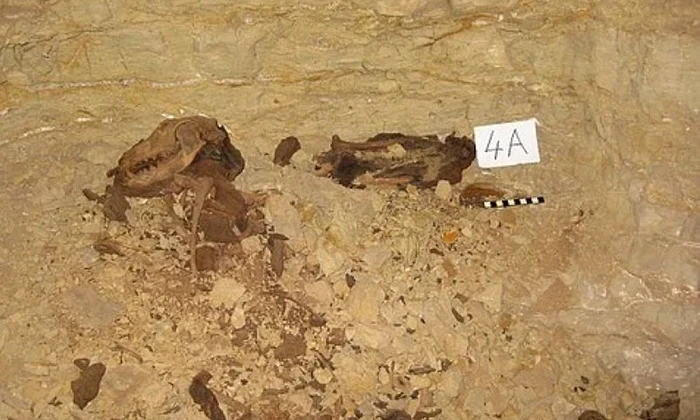 Gândul: Opt milioane de câini mumificaţi   IMAGINI DIN LABIRINTUL de sub Sahara descoperit în Egipt jpeg
