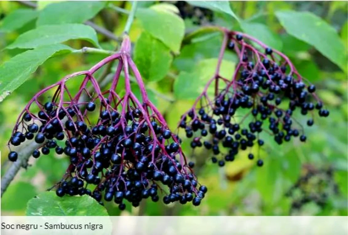 Sambucus nigra – Soc negru Foto:  boutique-vegetale.com