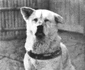 3 hachiko jpg jpeg