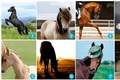 1 test viitor cai jpg jpeg