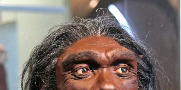 craniu