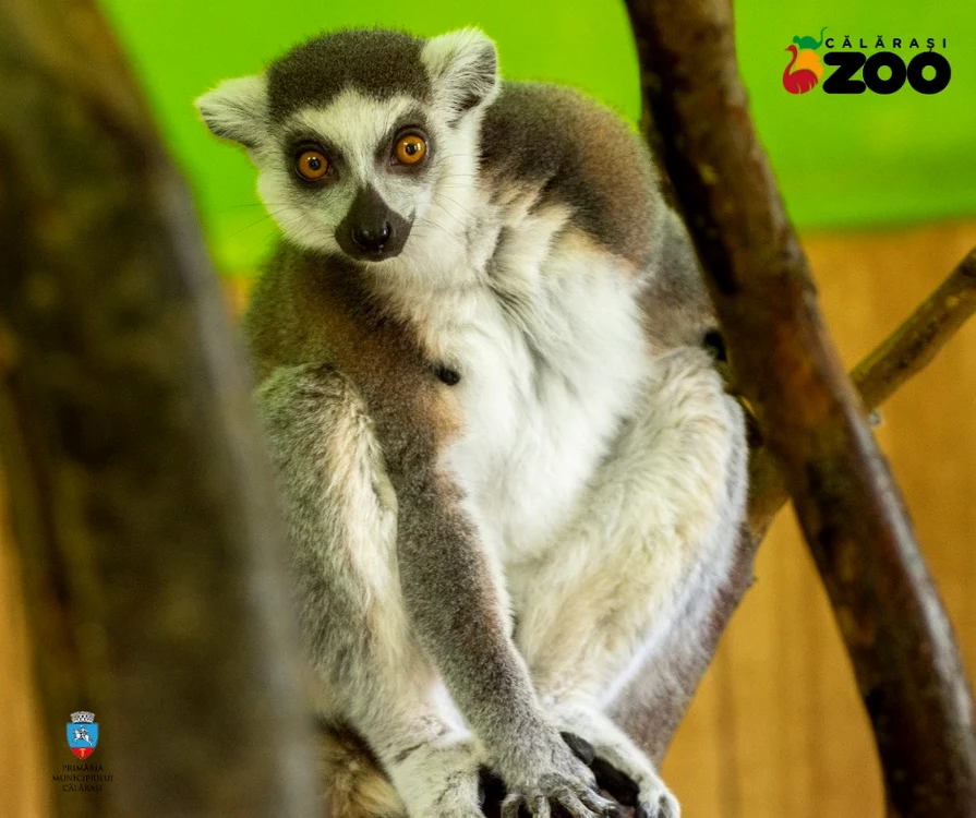 Lemurul a fost traumatizat, întrucât a fost bruscat de tineri Foto: Complex Agrement Zoo Calarasi