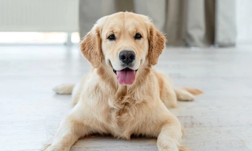 1 shutterstock 1836753028 jpg jpeg