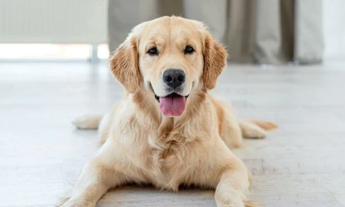 1 shutterstock 1836753028 jpg jpeg