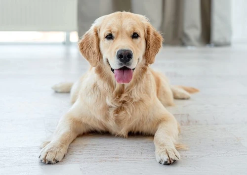 1 shutterstock 1836753028 jpg jpeg