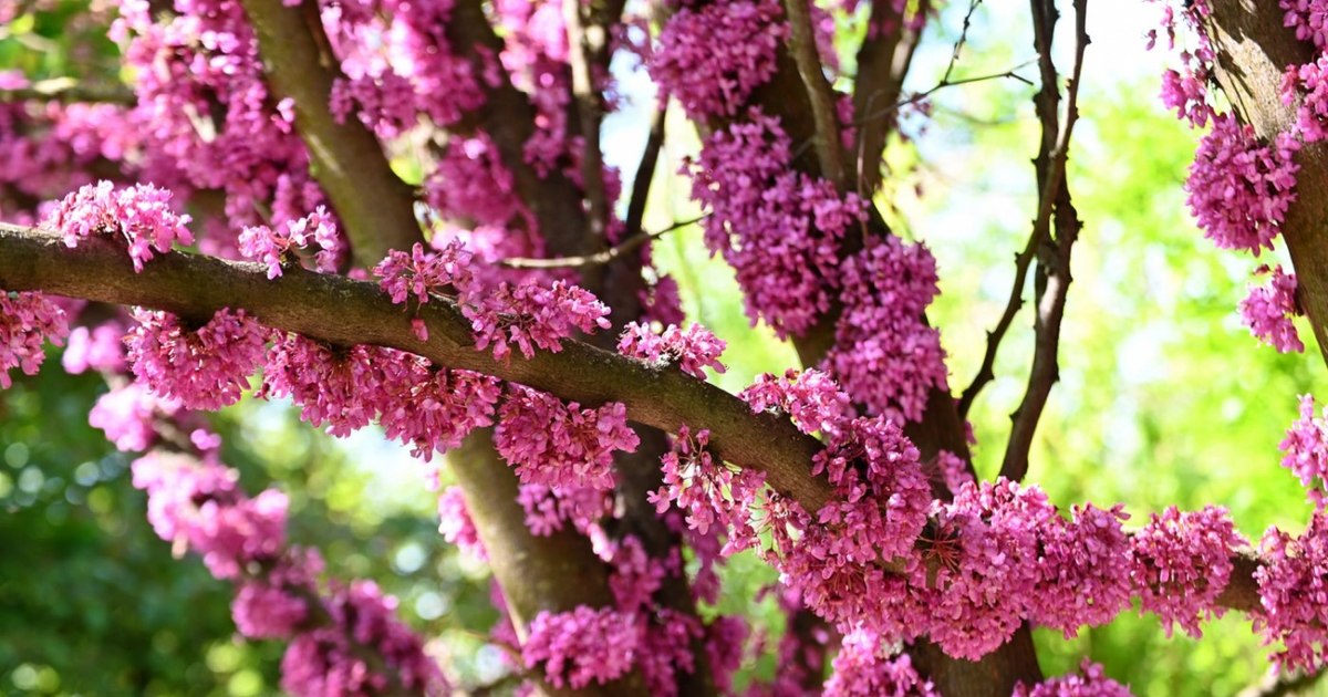 Imagini superbe cu Arborele lui Iuda, copacul de care Iscarioteanul s