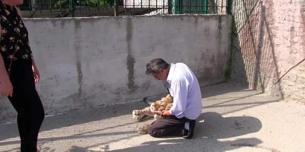 Leon, leul vedetă din Craiova, înconjurat şi alintat de copii