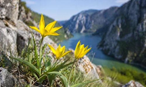 floare png
