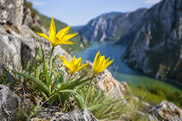 Laleaua de Cazane este foarte rară în lume / foto: generat cu AI