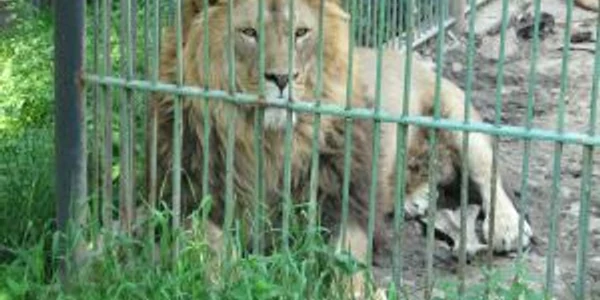 Noua grădină zoologică va fi gata în aproximativ doi ani