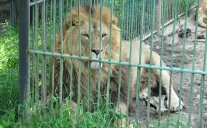 Numărul animalelor din Grădina Zoologică din Băneasa ar urma să crească până la 7.000. Foto Adevărul