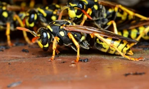 claudiawollesen field wasps 7049938 jpg