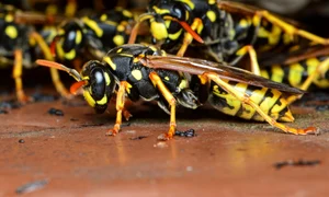 claudiawollesen field wasps 7049938 jpg