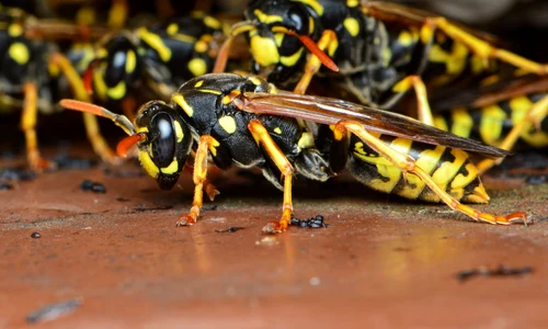 claudiawollesen field wasps 7049938 jpg