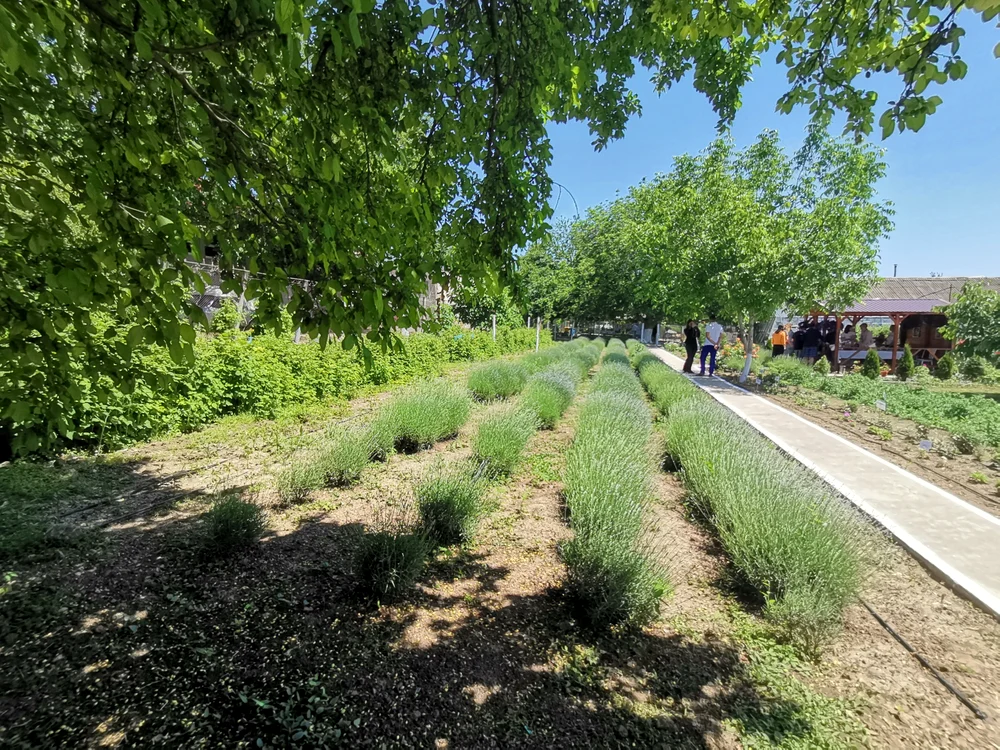 tufe_de_lavanda_și_oameni_in_plan_indepartat_foto_Alina_mitran