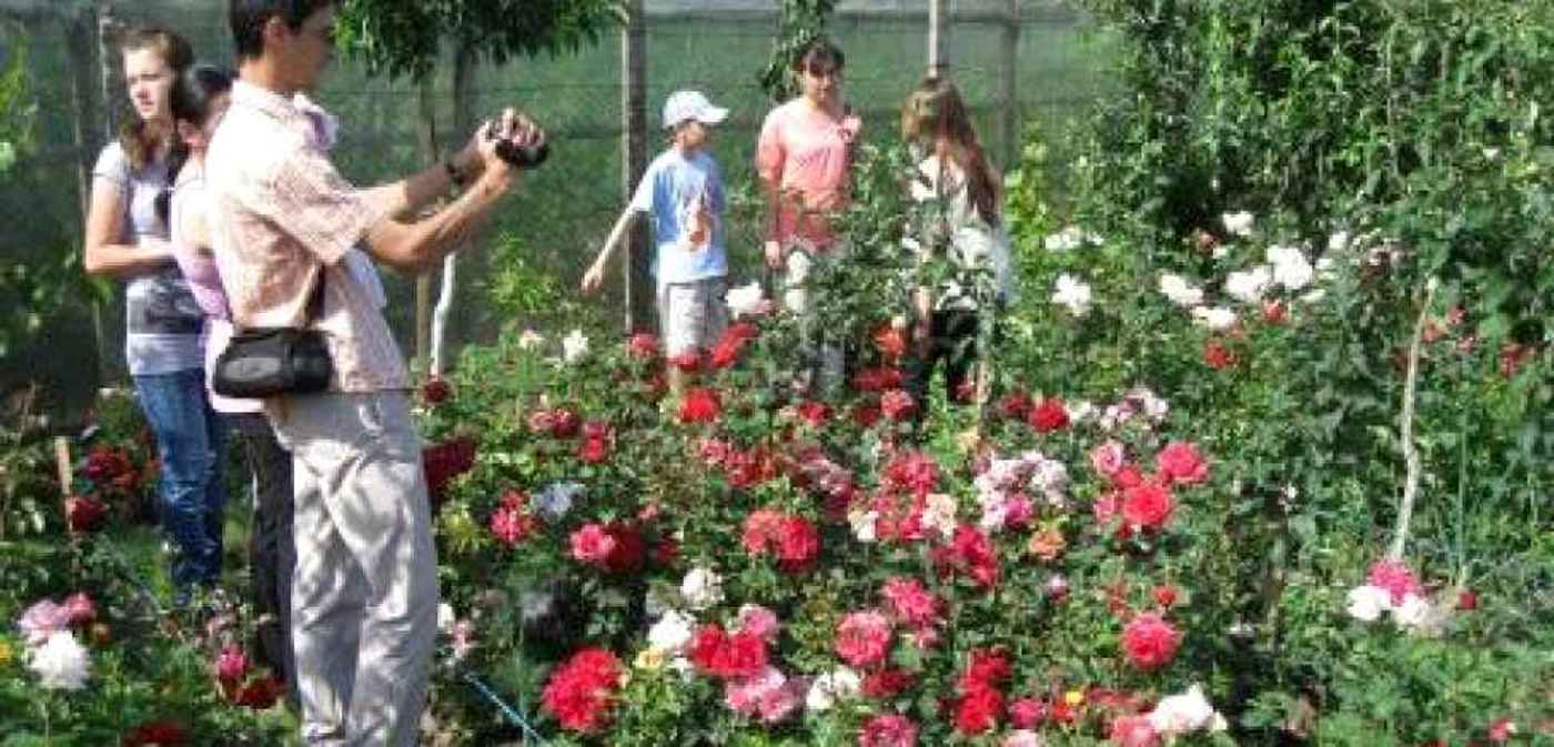 Cei care îndrăgesc trandafirii sunt bine veniţi la sărbătoare