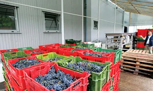 Deși afară a plouat cu găleata, recolta a fost bogată: zeci de lădițe pline cu struguri jpeg