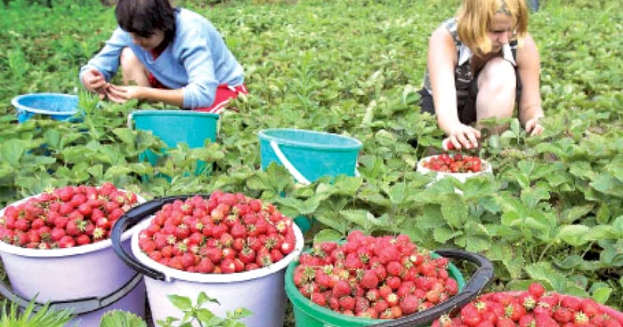 800 de slujbe pentru şomerii care doresc să culeagă căpşuni Foto:Arhivă Adevărul