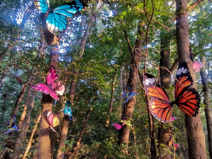 Codru Festival în Pădurea Bistra FOTO Ștefan Both