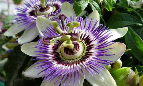 1 anxietatea de primavara jpg jpeg