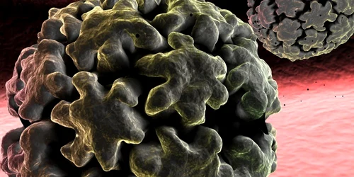 Anumite tulpini HPV, Human Papilloma Virus, favorizează până la 80% apariţia cancerului de col uterin