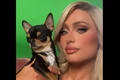 paris hilton caine pierdut instagram 2 jpg